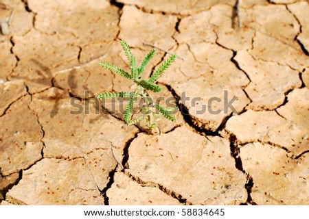 Green plant in the dry cracked desert. Taken in desert Negev, Israel.