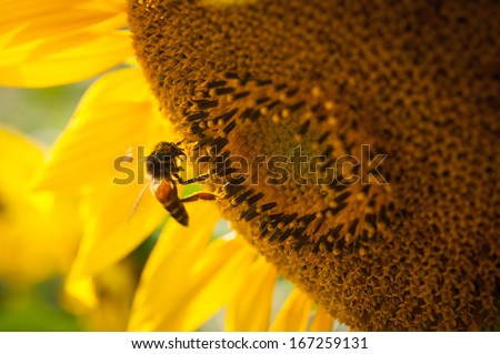 Sunflower in Thailand on a sunny day