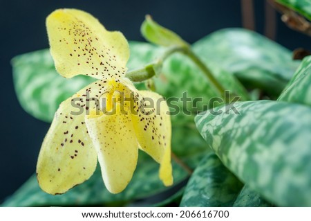 Orchids in tropical areas. Lady's slipper orchid or Paphiopedilum Callosum