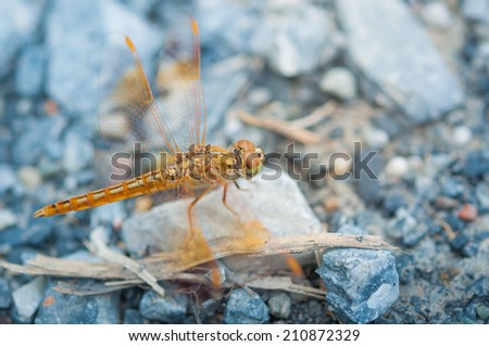 Closeup of a Dragon Fly on stony ground in the graden, Soft focus