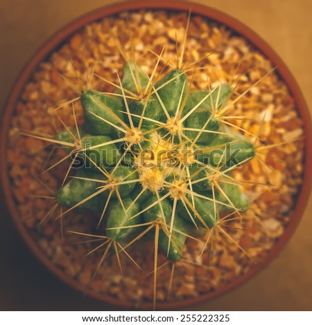 Cactus on simple background, Top view, Color effect
