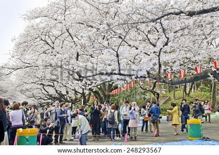 Ueno park, Japan - March 2013, Visitors came to enjoy Cherry blossom in Ueno Park , Tokyo, Japan.