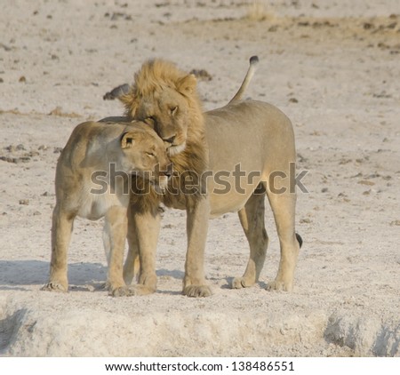 Lion couple cuddling.