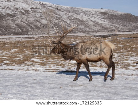 Bull elk walking along snowy path at National Elk Refuge in Wyoming