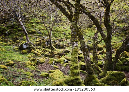 Moss Covered Forest in Faerie Glen (Fairy Glen), Isle of Skye, Scotland