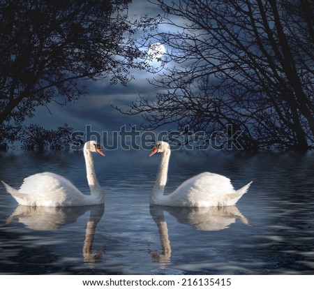 Moonlight Swim:  Two white swans on lake with moonlight in background and tree branches framing image