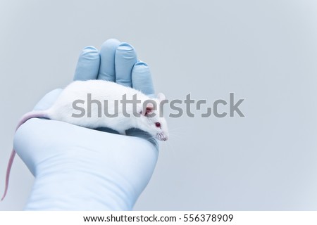 Laboratory mouse on the researcher\'s hand