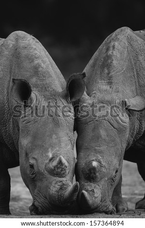 A black and white of a pair of white rhinoceros feeding (Ceratotherium simum) close together, The Aberdares, Kenya