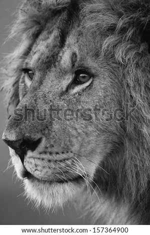 A black and white close-up portrait of a male African lion (Leo Panthera), Masai Mara, Kenya,Africa