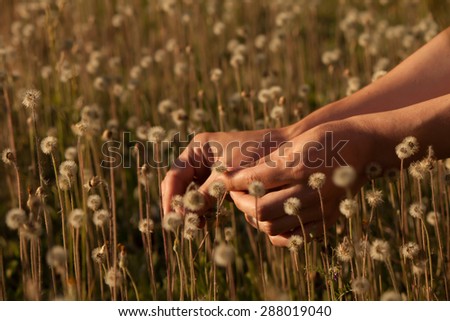 Hands holding small dandelion in the field of small brown dandelions at sunset