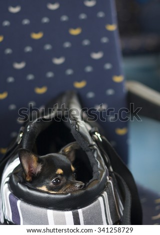 Dog in bag and watching in the train