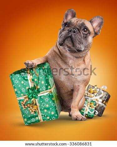 French bulldogs with christmas gifts isolated over orange background