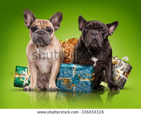 French bulldogs with christmas gifts isolated over green background