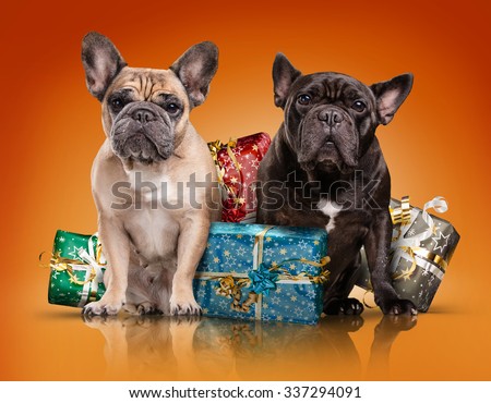 French bulldogs with christmas gifts isolated over orange background