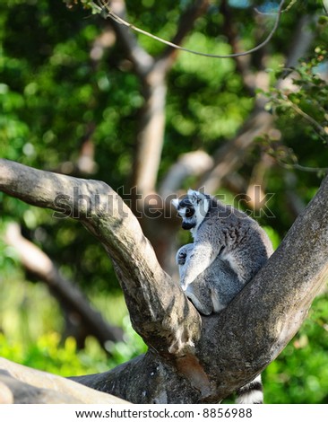 White Ring Tailed Lemur in Tree