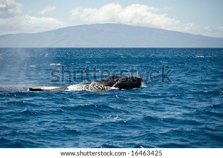 Humpback Whale in the wild ocean off the island of Hawaii.