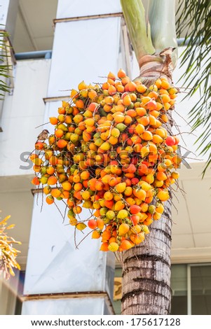 Sealing wax palm Fruit, Cyrtostachys lakka