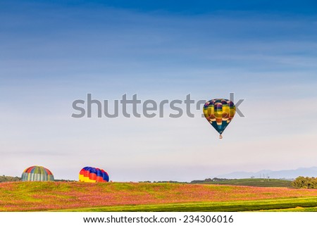 Hot air balloon over the pink flower field with mountain and blue sky background