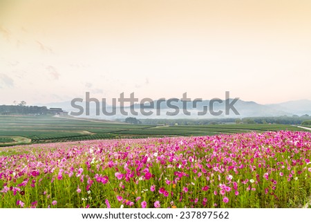 Beautiful Cosmos Flower and Tea Plantation