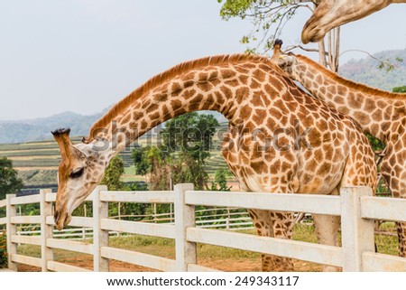 THAILAND, CHIANGRAI - JANUARY 31: Every day many people come to watch the giraffe in Singha-park zoo on January 31, 2015 in Chiangrai, Thailand.