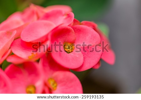 Pink crown of thorns flower in texture