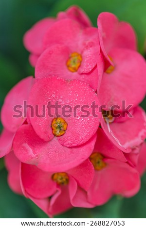 Pink crown of thorns flower and water drop