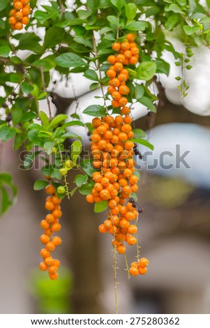 Fruits Seeds Of Light Blue Purple Flower Small Plant Sky Flower Golden Dew Drop Pigeon Berry Duranta Tropical Decorative Plants With Beautiful Flower And Small Golden Yellow Fruits In Thailand Stock,Keeping Up With The Joneses Full Movie