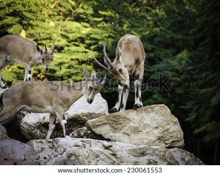 3 mountain goats (Ibex) playing with their horns together on rocks with trees in the background - side view