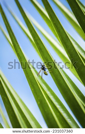 A bee on a green palm tree leaf with a blue sky - pattern