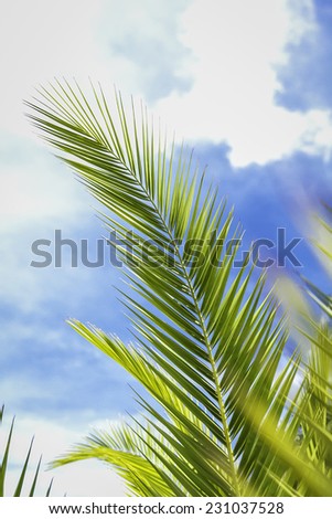 A straight Palm tree branch on a sunny day with a blue sky and white clouds
