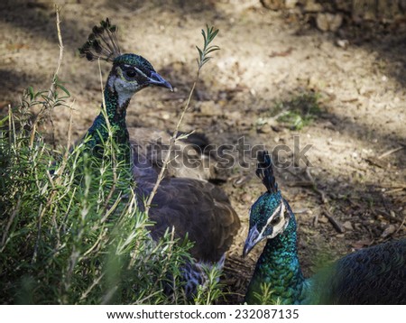 2 female peacocks looking sideways and laying down in the outside with grass in the foreground