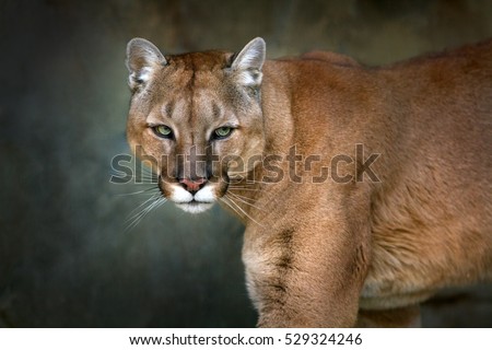 Mountain lion , cougar, puma portrait in motion on dark background