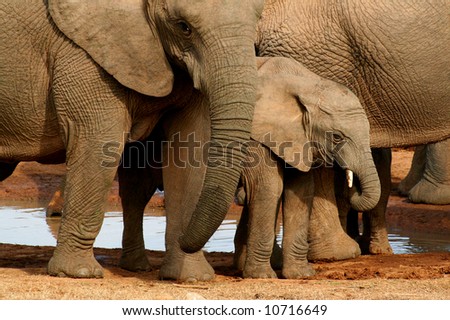 Group of elephants with baby at the watering hole