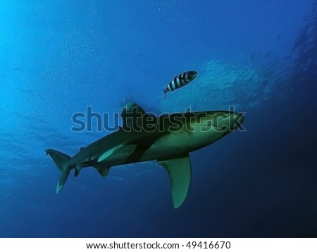 Oceanic white-tip shark and naucrates ductor