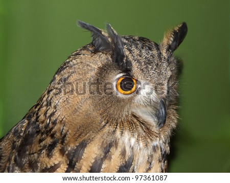 Owl looking at you on a green background