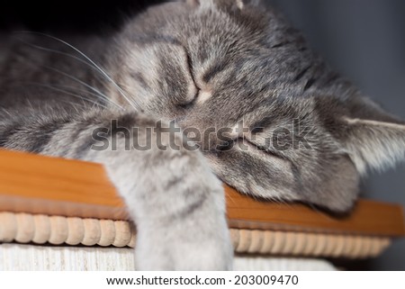 Cute sleeping gray domestic cat closeup portrait