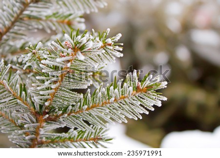 Winter frost on spruce tree close-up .Shallow depth-of-field.