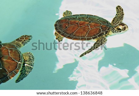 [Obrazek: stock-photo-cute-mexican-turtles-swimmin...636848.jpg]