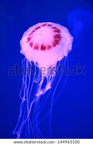 Pink jellyfish in deep blue sea