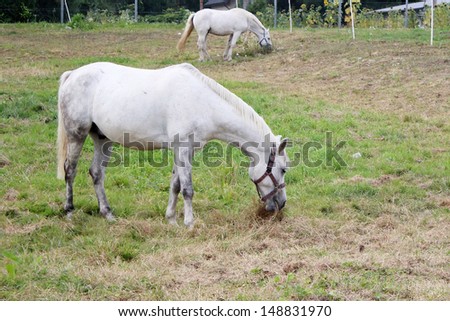 White horses eating grass on a meadow