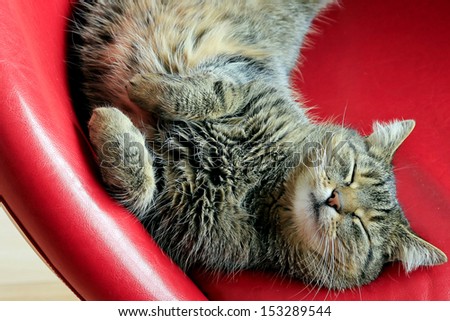 Cute cat sleeping in typical position on red leather armchair