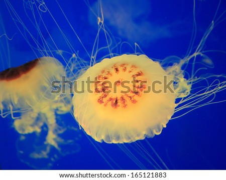 Beautiful jellyfish in deep blue sea