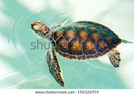 [Obrazek: stock-photo-cute-endangered-baby-turtle-...326959.jpg]