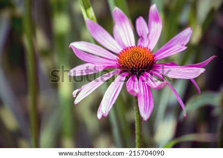 Closeup of purple Echinacea flower ( Cone Flower )