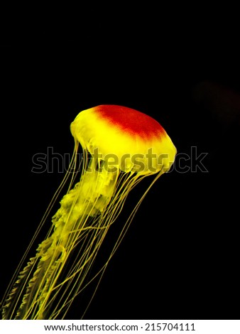 [Obrazek: stock-photo-beautiful-yellow-jellyfish-i...704111.jpg]