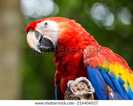 Portrait of colorful Scarlet Macaw parrot in Mexico