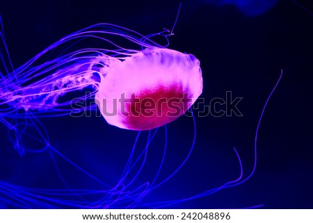 Purple jellyfish swimming in deep blue sea