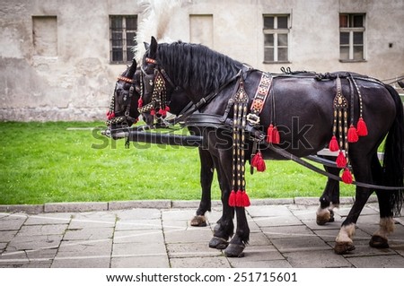 Horses of wedding carriage in Cracow ( Krakow ), Poland