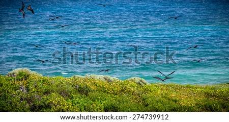 Frigate birds flying over colorful Contoy Island, Mexico