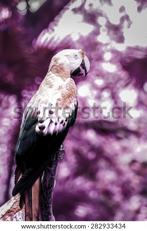Infrared photo of cute scarlet macaw parrot